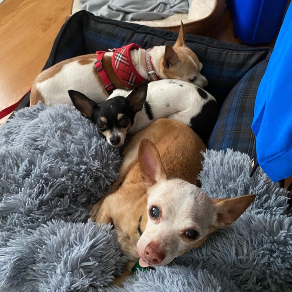 Meet your Posher, Diana - Picture 13 of 16